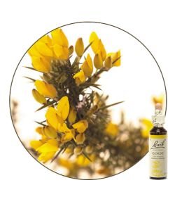 Ajonc - Gorse (n°13), 20 ml